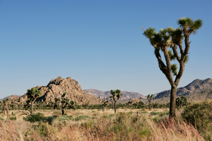 SPRING 22 CAMPAIGN: JOSHUA TREE